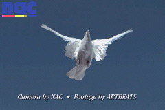 Doves Flying High Speed Video