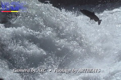 Salmon Swimming Upstream HS Video