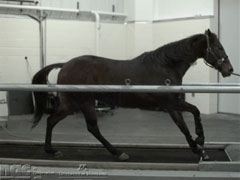 Galloping Horse HS Video