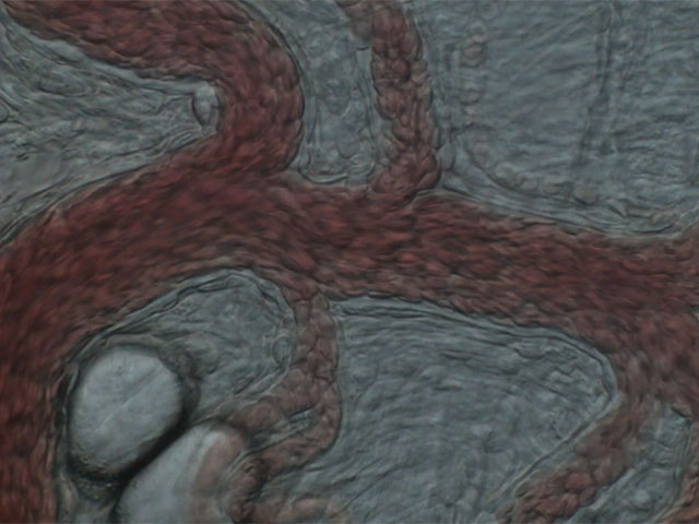 Blood flow of mouse